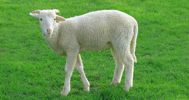 Lamb